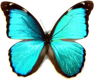 Morpho menelaus 