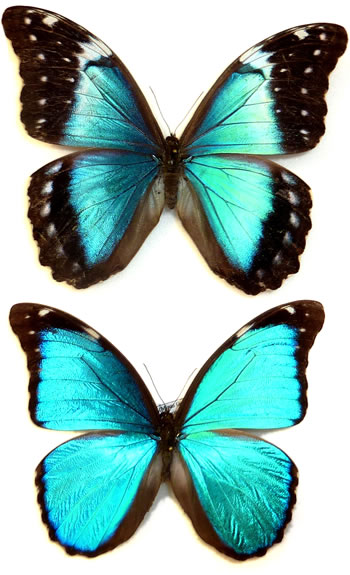 Morpho menelaus 