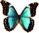 Morpho menelaus 