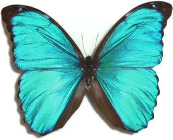 Morpho menelaus 