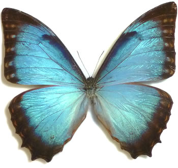 Morpho niepelti 