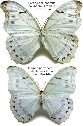 Morpho polyphemus