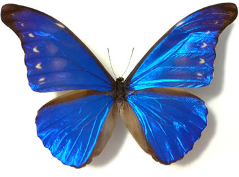 Morpho rhetenor