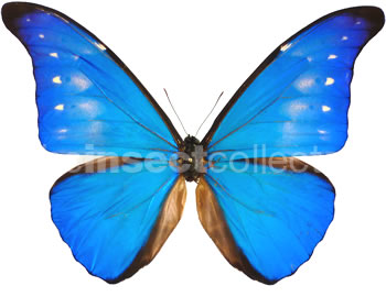 Morpho rhetenor