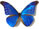 Morpho rhetenor