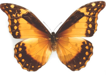 Morpho rhetenor