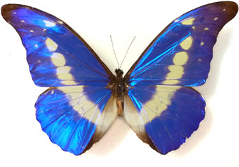 Morpho rhetenor