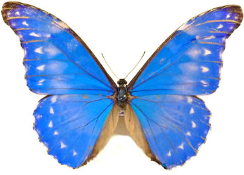 Morpho rhetenor 