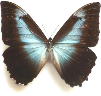 Morpho telemachus 