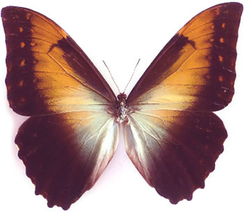 Morpho telemachus 