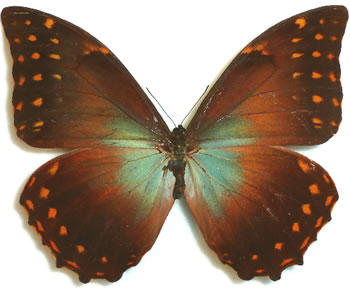 Morpho telemachus 