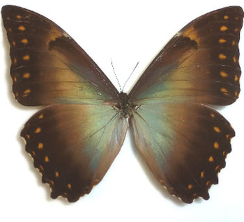 Morpho telemachus  