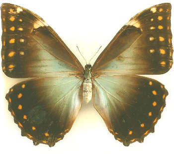 Morpho telemachus  