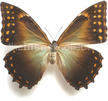 Morpho telemachus  