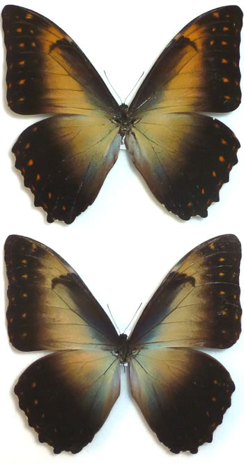 Morpho telemachus 