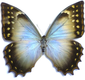 Morpho theseus 