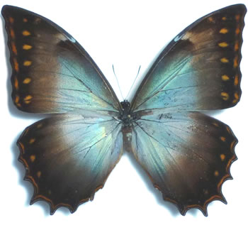 Morpho theseus 