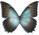 Morpho theseus 