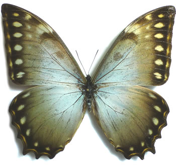 Morpho theseus 