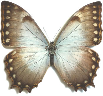 Morpho theseus 