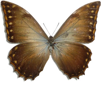 Morpho theseus 