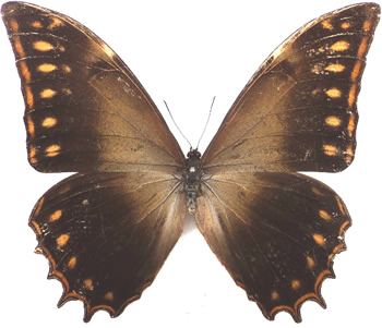 Morpho theseus 