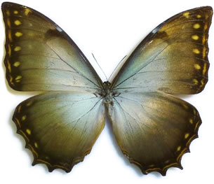 Morpho theseus 