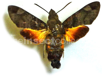 Macroglossum aesalon