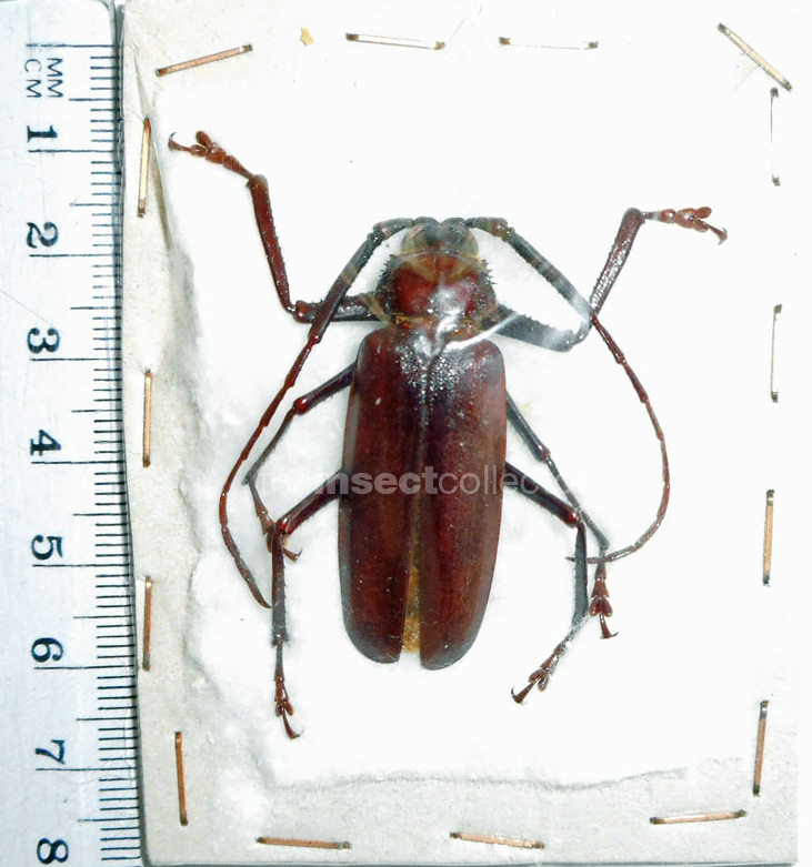 Macrotoma sp.?