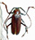 Macrotoma sp.? Macrotoma sp.?