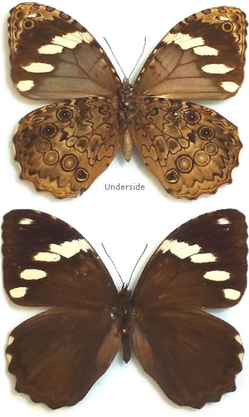 Manataria hercyna 