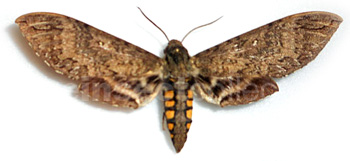 Manduca diffissa