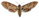 Manduca diffissa