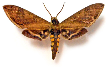 Manduca hannibal