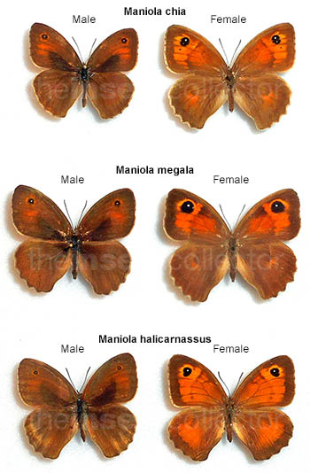 Maniola megala 