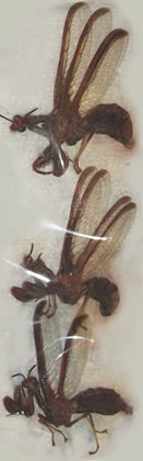 Mantispidae sp -