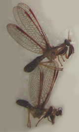 Mantispidae sp 