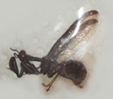 Mantispidae sp 