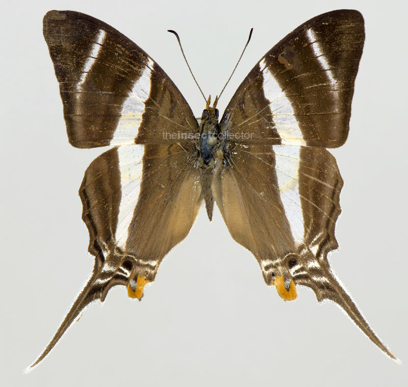 Marpesia orsiluchus