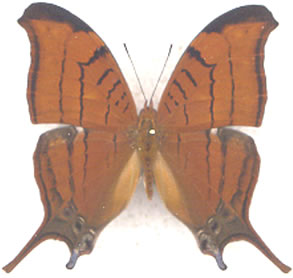 Marpesia eleuchea