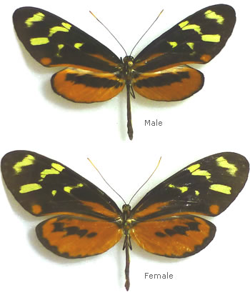 Mechanitis polymnia 