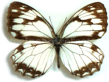 Melanargia asiatica 