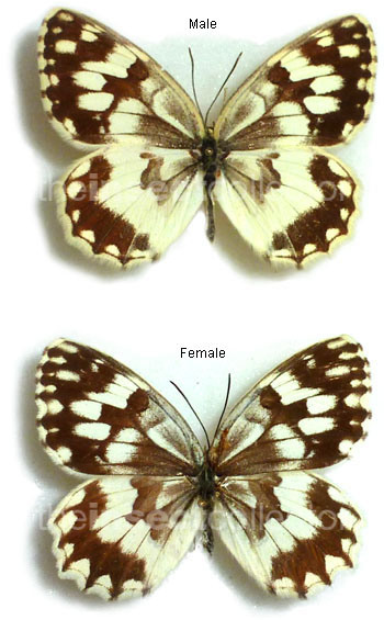 Melanargia hylata