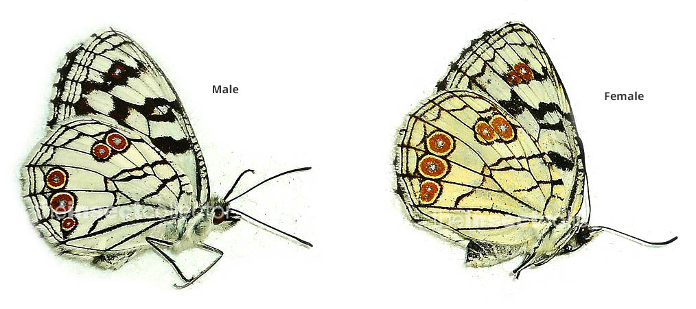 Melanargia ines 