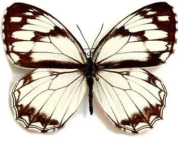 Melanargia montana 