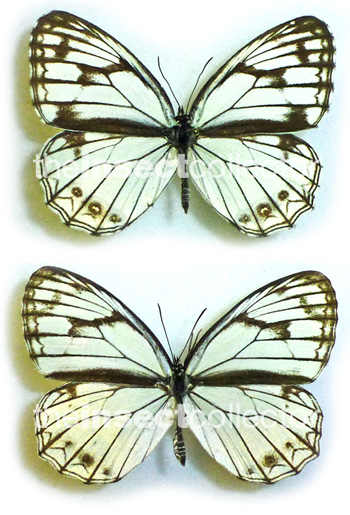 Melanargia montana 