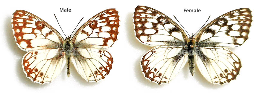 Melanargia pherusa 