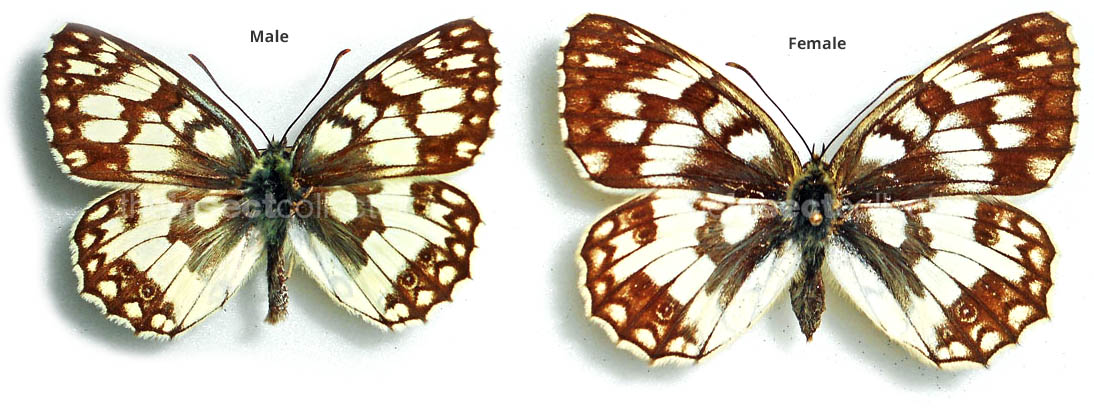 Melanargia russiae 