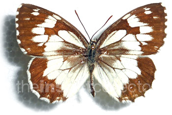 Melanargia titea