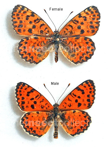 Melitaea didyma 